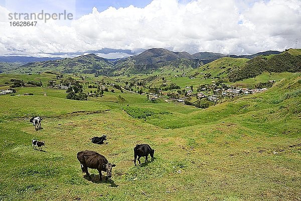 Angepflockte Rinder auf einer Wiese  bei Cuenca  Provinz Azuay  Ecuador  Südamerika