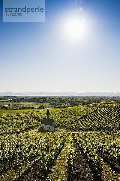 Kapelle in den Weinbergen  Eichert Kapelle  Jechtingen  Kaiserstuhl  Baden-Württemberg  Deutschland  Europa