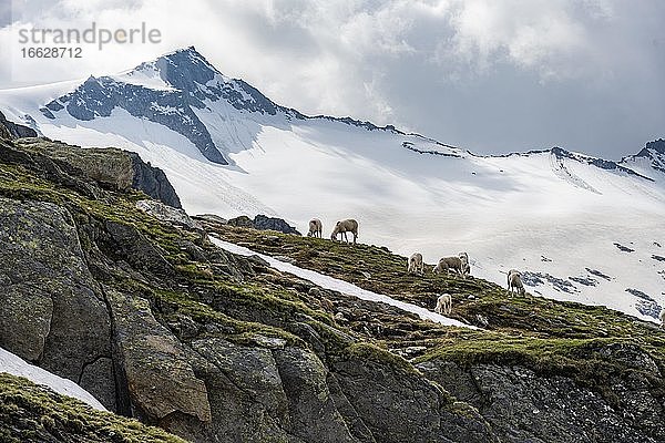 Schafe vor Bergen  Berliner Höhenweg  hinten Gletscher Schwarzensteinkees und Gipfel des Schwarzensein  Zillertaler Alpen  Zillertal  Tirol  Österreich  Europa