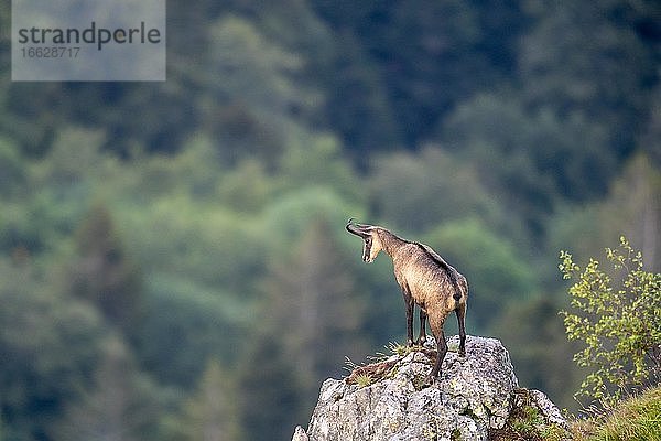 Gemse (Rupicapra rupicapra)  steht auf Felsen  Vogesen  Frankreich  Europa