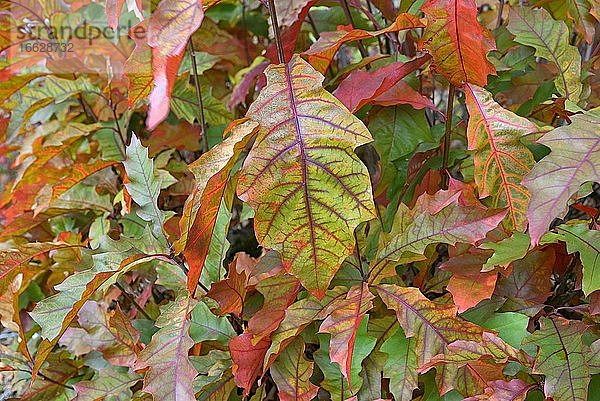 Roteiche (Quercus rubra)  Stockausschlag mit Herbstlaub  Nordrhein-Westfalen  Deutschland  Europa
