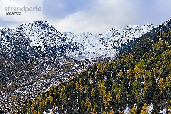 Herbstlicher Lärchenwald im Tal des Morteratschgletscher  Berninagruppe mit Piz Bernina  Bernina  Engadin  Kanton Graubünden  Schweiz  Europa