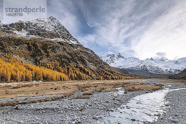 Goldene Lärchen  Bach und schneebedeckte Berge im (Val Roseg)  Pontresina  Engadin  Graubünden  Schweiz  Europa