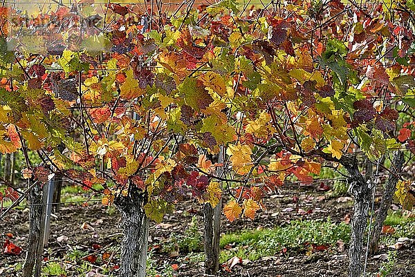 Rebstöcke  Weinstöcke mit Herbstlaub  Ellenz-Poltersdorf  Mosel  Rheinland-Pfalz  Deutschland  Europa