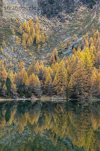 Herbstliche Lärchen spiegeln sich im Palpuognasee  Lei da Palpuogna  Albulapass  Graubünden  Schweiz  Europa