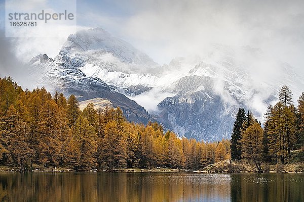 Herbstlicher Lärchenwald am Palpuognasee  schneebedeckte Berge mit Wolkenstimmung  Lei da Palpuogna  Albulapass  Graubünden  Schweiz  Europa