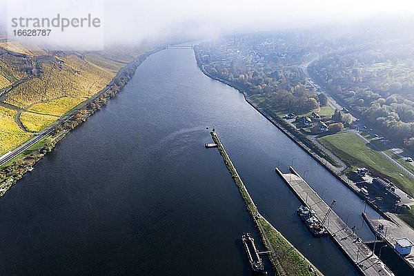 Luftaufnahme  Mosel  Weinberge im Herbst  Zeltingen  Rachtig  Rheinland-Pfalz  Deutschland  Europa