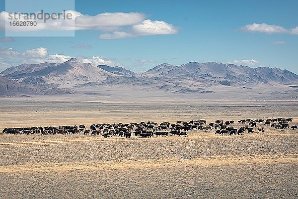 Landschaft  Rinderherde  Altai  Mongolei  Asien