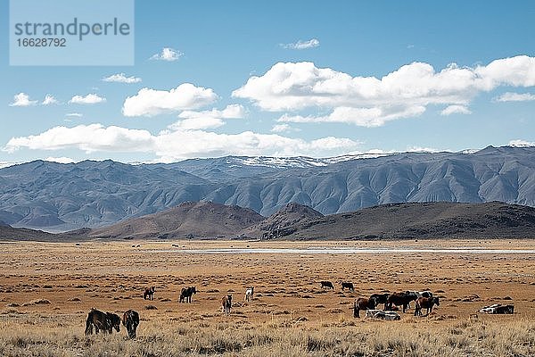 Landschaft  weidende Pferde  Nomadensiedlung  Altai  Mongolei  Asien