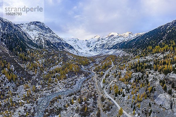 Herbstlicher Lärchenwald im Tal des Morteratschgletscher  Berninagruppe mit Piz Bernina  Bernina  Engadin  Kanton Graubünden  Schweiz  Europa