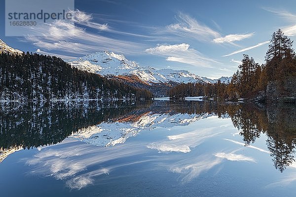 Herbstlicher Lärchenwald und schneebedeckte Berge spiegeln sich im Champferersee  St. Moritz  Engadin  Graubünden  Schweiz  Europa