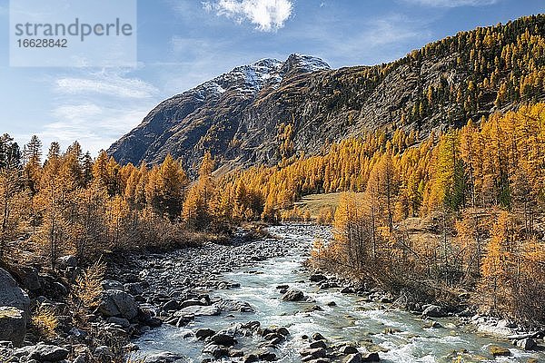 Herbstlicher Lärchenwald mit Bach (Val Roseg)  Pontresina  Engadin  Graubünden  Schweiz  Europa