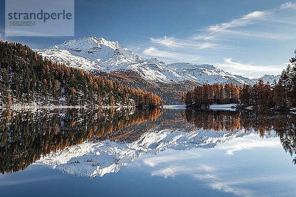Herbstlicher Lärchenwald und schneebedeckte Berge spiegeln sich im Champferersee  St. Moritz  Engadin  Graubünden  Schweiz  Europa
