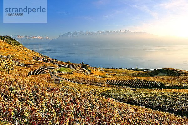 Herbstfarbene Rebberge am Genfersee  UNESCO Weltkulturerbe Lavaux  Kanton Waadt  Schweiz  Europa