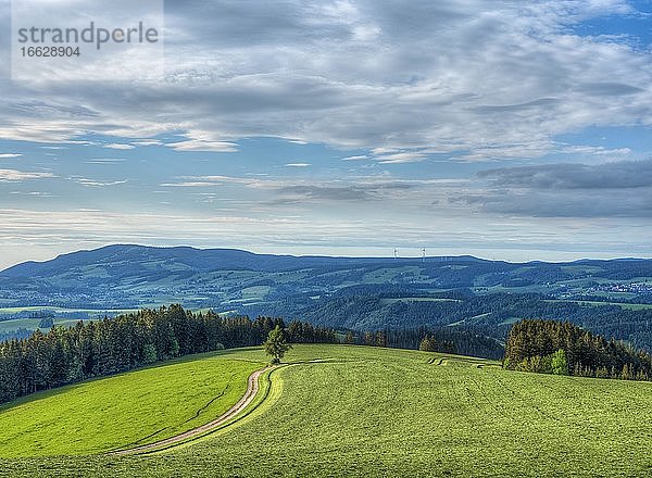 Maienlandschaft mit Blick auf Kandel und St  Peter  attraktiver Wolkenhimmel und klare Luft. Spätnachmittag  Frühling im Hochschwarzwald  Schwarzwald  Breitnau  Baden-Württemberg  Deutschland  Europa