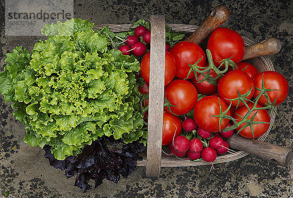 Sommerlicher Gemüsekorb mit Tomaten  Radieschen und Blattsalat