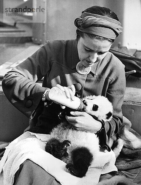 San Francisco  Kalifornien  18. Dezember 1936
Die Prominente und Forscherin Ruth Harkness füttert den einzigen Panda in Gefangenschaft bei ihrer Ankunft mit Su-Lin in San Francisco. Sie fing den Panda ein  als er etwa eine Woche alt war  in der Nähe der tibetischen Grenze in China.