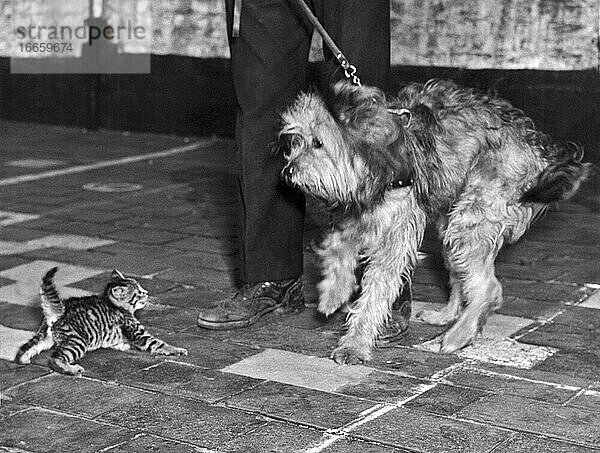 Philadelphia  Pennsylvania  um 1945
Ein kleines Kätzchen zeigt einem Hund  wer der Boss ist.