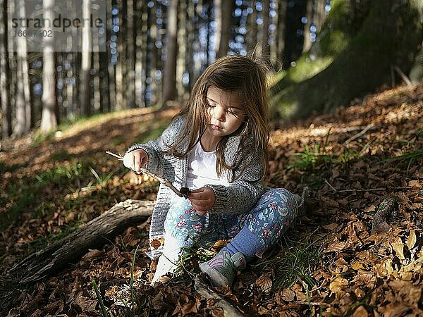 Dreijähriges Mädchen mit vom Wind zerzausten Haaren spielt mit einem Stöckchen und versucht ein Blatt aufzuspießen  Wald im Herbst  Blätter  Oberriss  Schliersee  Bayern  Deutschland  Europa