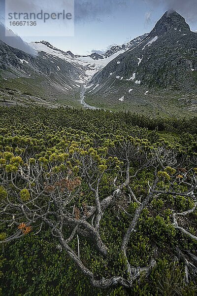 Abendstimmung  Latschenkiefer  Berge am Berliner Höhenweg  links Berggipfel Steinmandl  Gletscher Hornkees  Zillertaler Alpen  Zillertal  Tirol  Österreich  Europa