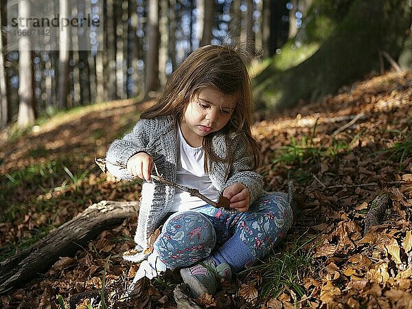 Dreijähriges Mädchen mit vom Wind zerzausten Haaren spielt mit einem Stöckchen und versucht ein Blatt aufzuspießen  Wald im Herbst  Blätter  Oberriss  Schliersee  Bayern  Deutschland  Europa