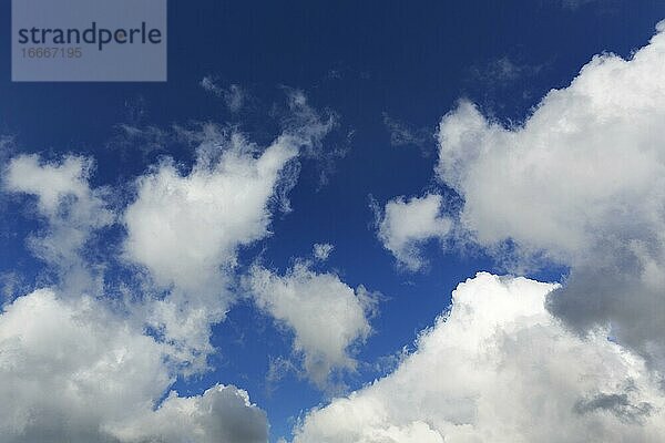 Haufenwolken  Quellwolken  Cumuluswolken vor blauem Himmel  Irland  Europa