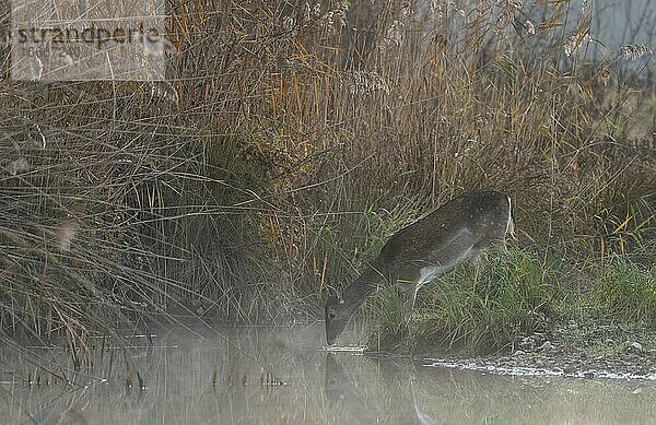 Damhirschkuh (Dama dama)  leichter Nebel  trinkt Wasser  Donauauen  Niederösterreich  Österreich  Europa