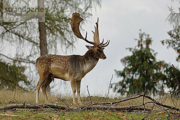 Damwild  Damhirsch (Dama dama)  Schaufler wärend der Brunft auf einer Waldlichtung  Niedersachsen  Deutschland  Europa