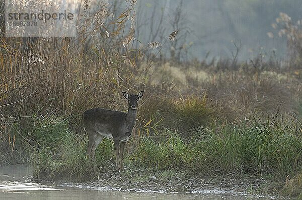 Damhirschkuh (Dama dama)  leichter Nebel  Donauauen  Niederösterreich  Österreich  Europa