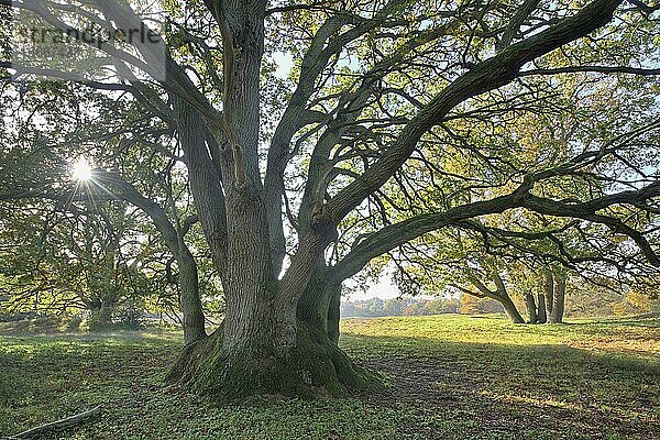 Huteeichen (Quercus robur)  Emsland  Niedersachsen  Deutschland  Europa