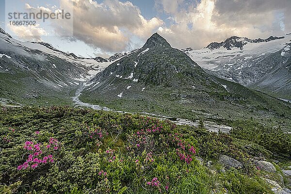 Abendstimmung  Alpenblumen  Berge am Berliner Höhenweg  Mitte Berggipfel Steinmandl   rechts Großer Möseler  Gletscher Hornkees und Waxeggkees  Zillertaler Alpen  Zillertal  Tirol  Österreich  Europa