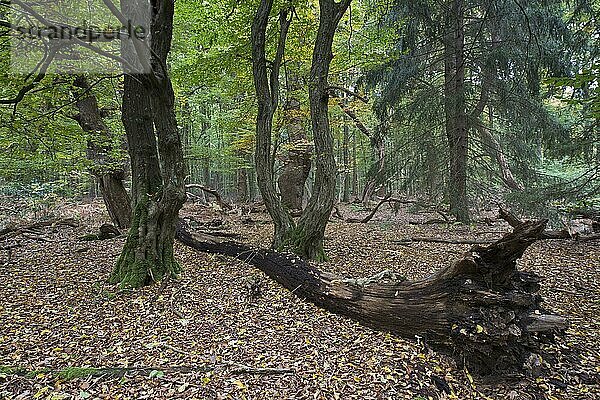 Alte und abgestorbene Bäume  Urwald Baumweg  Niedersachsen  Deutschland  Europa