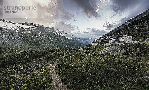 Abendstimmung  Rosa Alpenrosen vor Bergen am Berliner Höhenweg  Berliner Hütte  hinten Großer Möseler  Gletscher Waxeggkees  Zillertaler Alpen  Zillertal  Tirol  Österreich  Europa