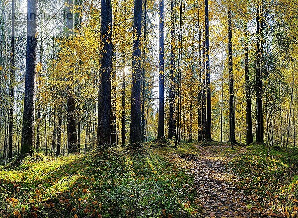 Mischwald im Herbst  Bischofswiesen  Berchtesgadener Land  Oberbayern  Bayern  Deutschland  Europa