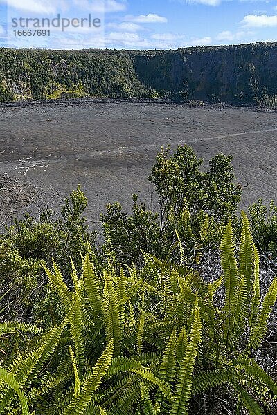 Kilauea Krater mit Farnen im Vordergund  Hawaii  Hawai'i Volcanoes National Park  Big Island