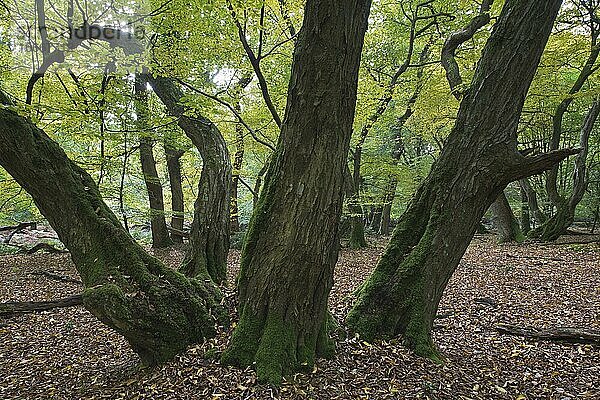 Alte Hainbuchen (Carpinus betulus) im Urwald Baumweg  Niedersachsen  Deutschland  Europa
