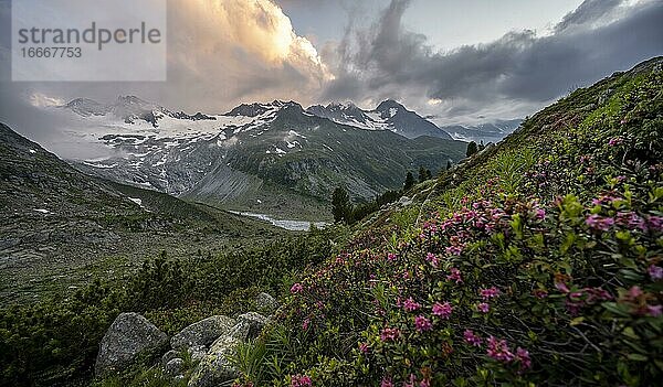 Abendstimmung  Rosa Alpenrosen vor Bergen am Berliner Höhenweg  hinten Großer Möseler  Gletscher Waxeggkees  Zillertaler Alpen  Zillertal  Tirol  Österreich  Europa