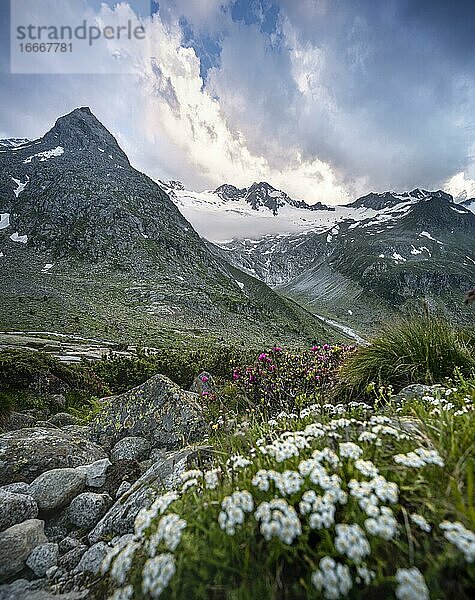 Abendstimmung  Alpenblumen  Berge am Berliner Höhenweg  links Berggipfel Steinmandl rechts Großer Möseler  Gletscher Waxeggkees  Zillertaler Alpen  Zillertal  Tirol  Österreich  Europa