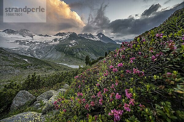 Abendstimmung  Rosa Alpenrosen vor Bergen am Berliner Höhenweg  hinten Großer Möseler  Gletscher Waxeggkees  Zillertaler Alpen  Zillertal  Tirol  Österreich  Europa