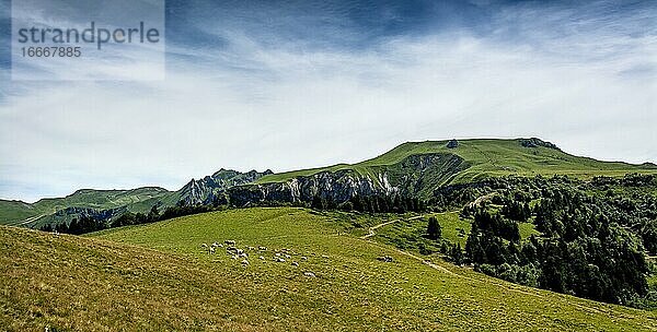 Das Sancy-Massiv im Hintergrund  Naturpark der Vulkane der Auvergne  Departement Puy de Dome  Auvergne-Rhône-Alpes  Frankreich  Europa