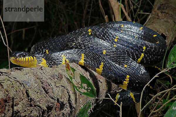 Mangroven-Nachtbaumnatter (Boiga dendrophila)  Thailand  Asien