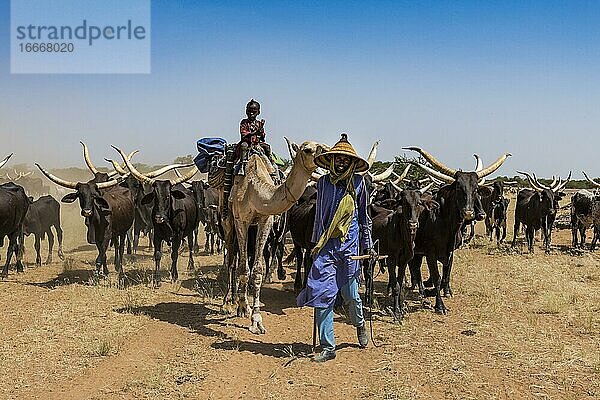 Rinderhinte  Kind auf Dromedar  Karawane von Peul-Nomaden mit ihren Tieren in der Sahelzone von Niger