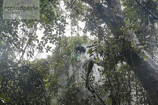 Honigsammler klettert auf einen Baum im Mangrovenwald  um an die Waben wilder Bienen zu kommen um den Honig einzusammeln  Mongla  Sundarbans  Bangladesch  Asien