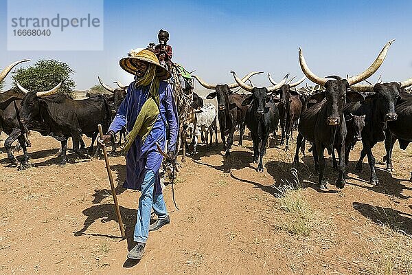 Rinderhirte  Karawane von Peul-Nomaden mit ihren Tieren in der Sahelzone von Niger