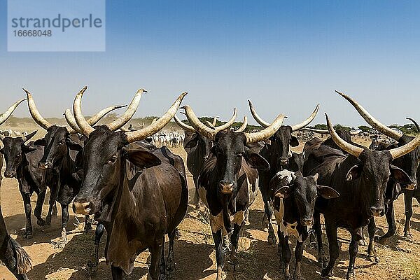 Rinder von Peul-Nomaden  Sahelzone  Niger  Afrika