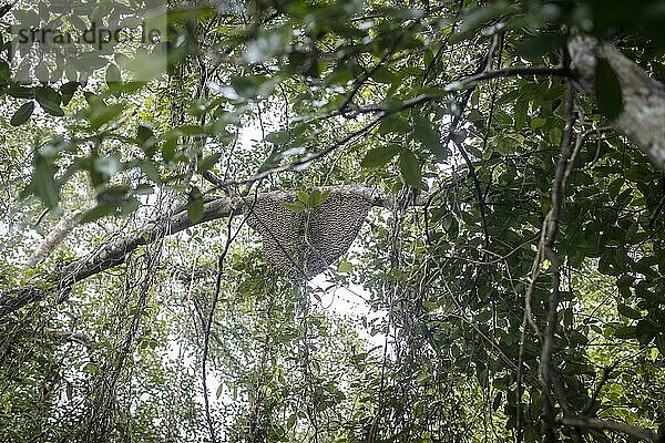 Honigwabe auf einem Baum im Mangrovenwald  Mongla  Sundarbans  Bangladesch  Asien