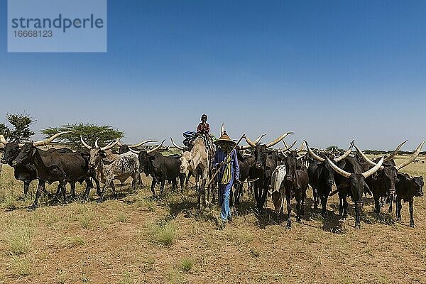 Rinderhirte  Karawane von Peul-Nomaden mit ihren Tieren in der Sahelzone von Niger