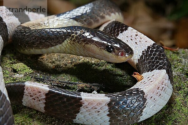 Blauer Krait (Bungarus candidus)  Thailand  Asien