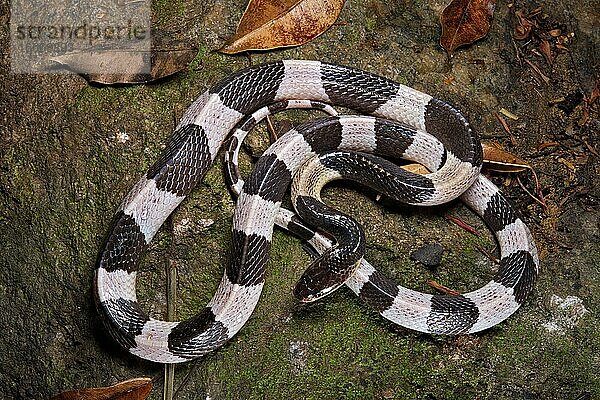 Blauer Krait (Bungarus candidus)  Thailand  Asien