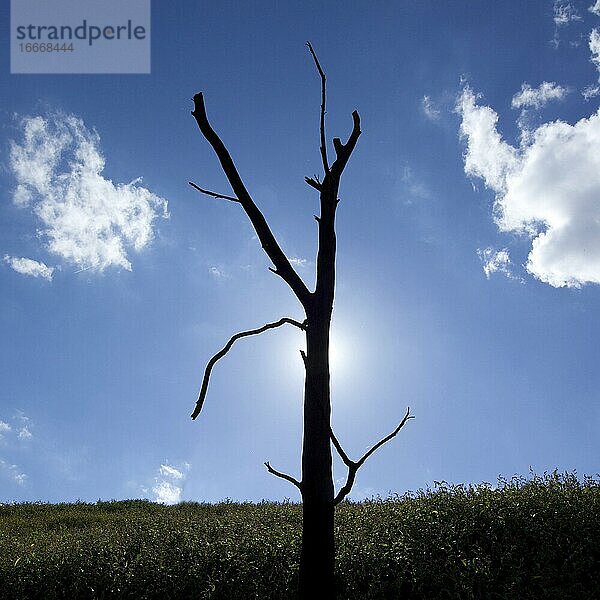 Toter Baum  bewölkter Himmel  Departement Puy de Dome  Auvergne-Rhone-Alpes  Frankreich  Europa
